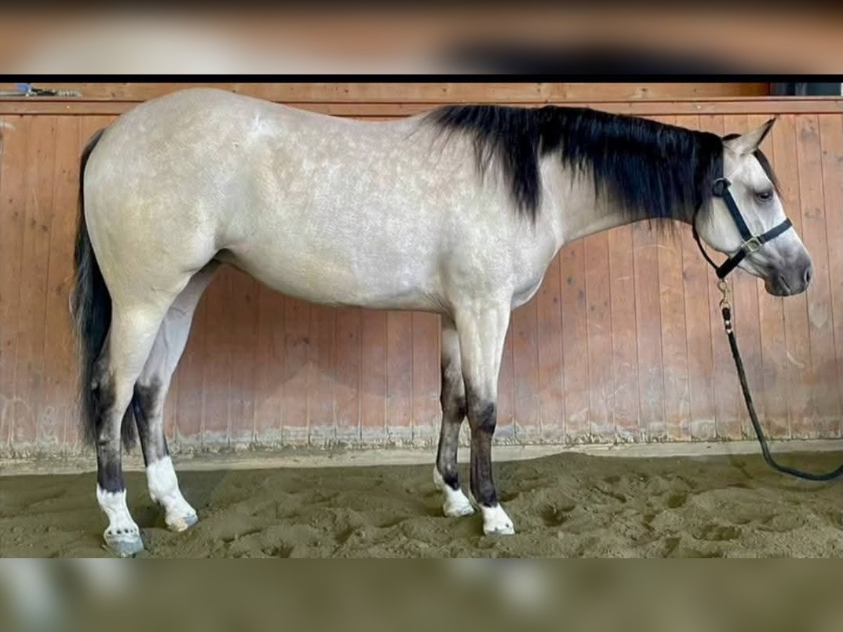 American Quarter Horse Klacz 3 lat 150 cm in Brescia