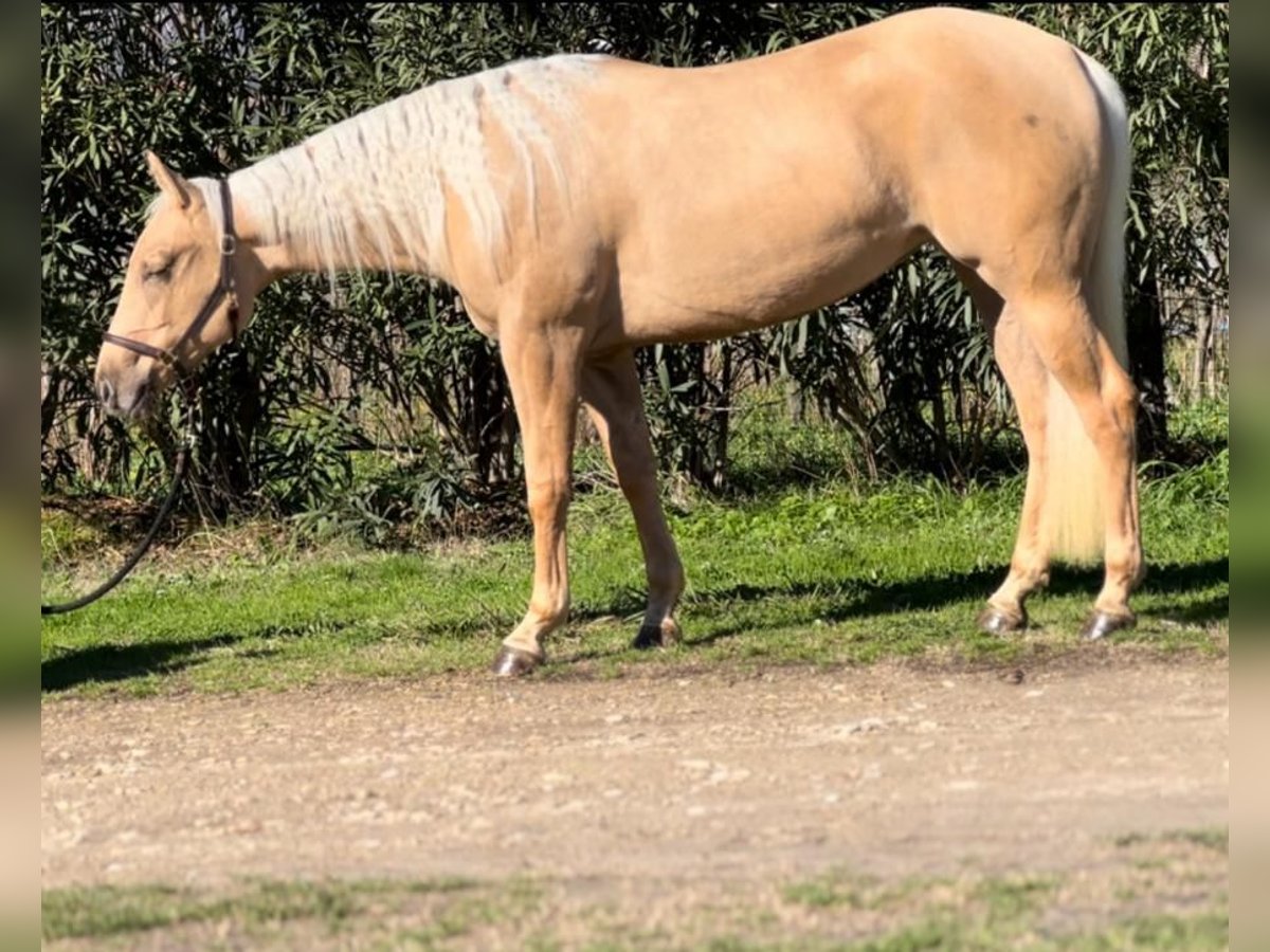 American Quarter Horse Klacz 3 lat 151 cm Izabelowata in Boschetto51