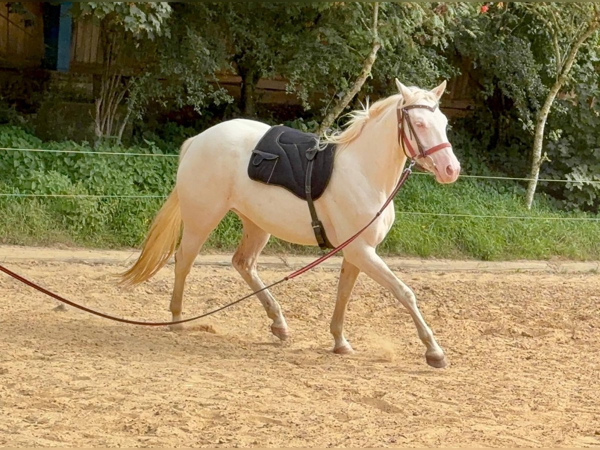 American Quarter Horse Klacz 3 lat 152 cm Cremello in Schmitshausen