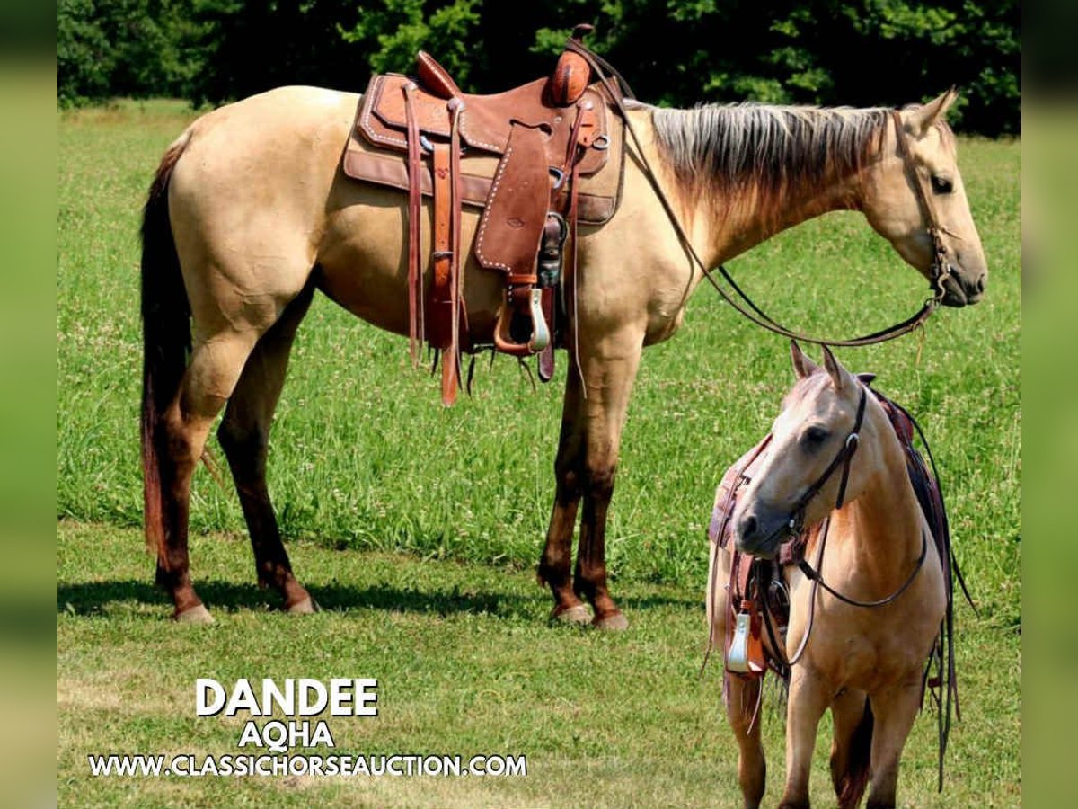 American Quarter Horse Klacz 3 lat 152 cm Jelenia in Brownstown, IL