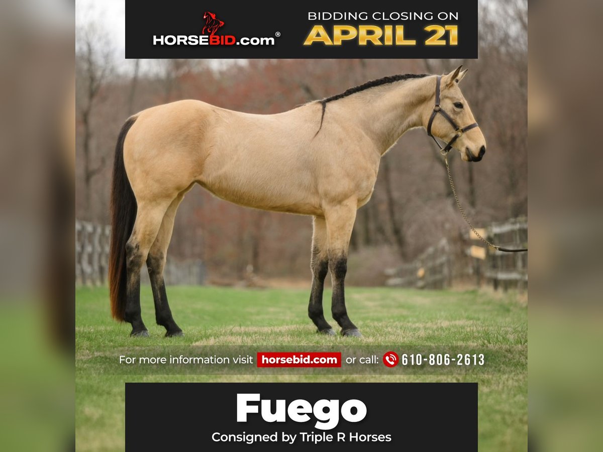 American Quarter Horse Klacz 3 lat 163 cm in New Holland, PA