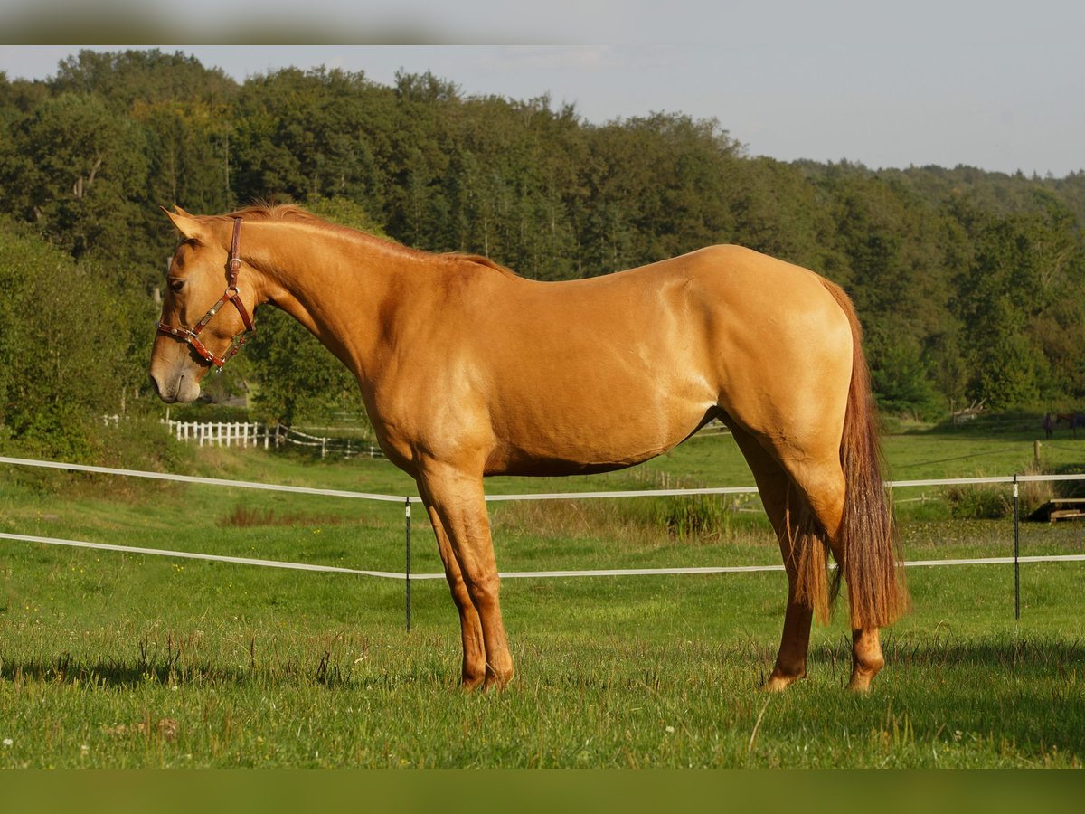 American Quarter Horse Klacz 3 lat Bułana in Erbach