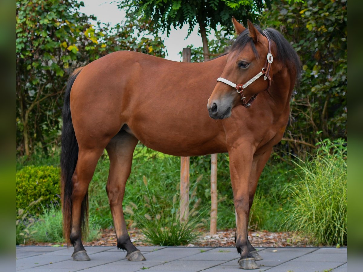 American Quarter Horse Klacz 3 lat Ciemnogniada in Lütjenwestedt