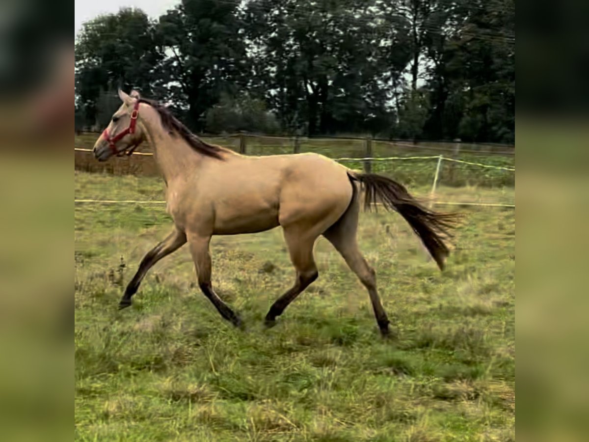 American Quarter Horse Klacz 3 lat in Nördlingen