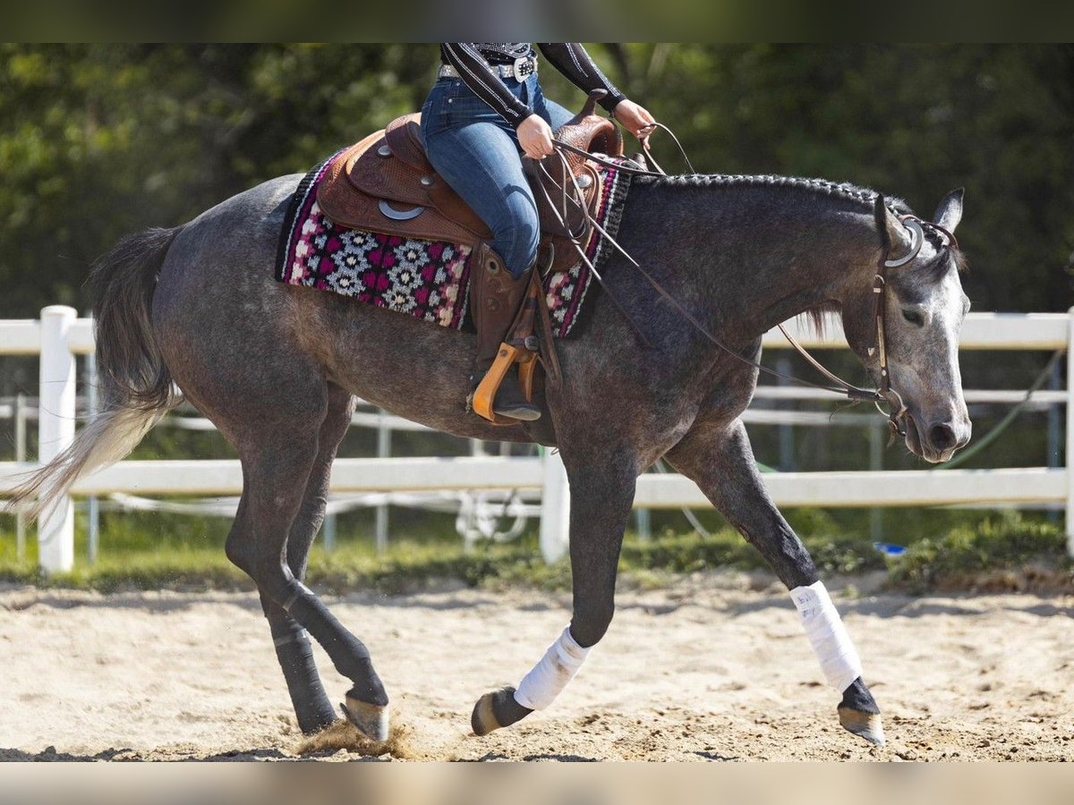 American Quarter Horse Klacz 3 lat Siwa in Monza