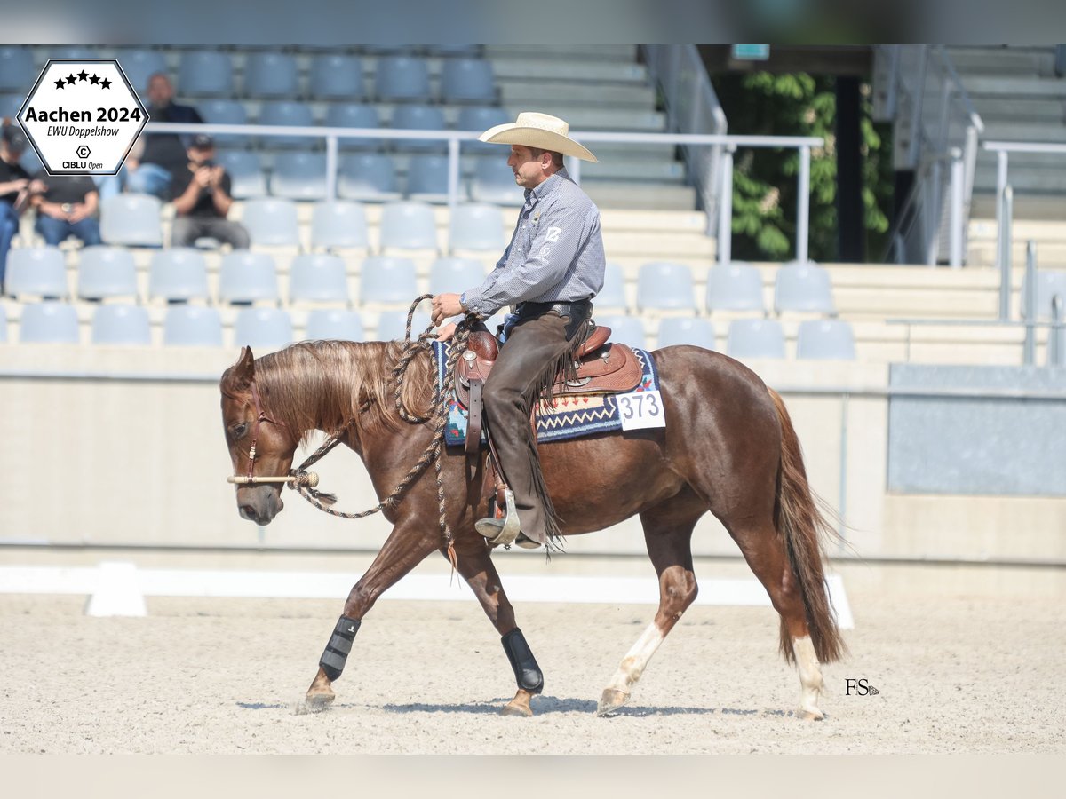 American Quarter Horse Klacz 4 lat 145 cm Ciemnokasztanowata in Gladenbach