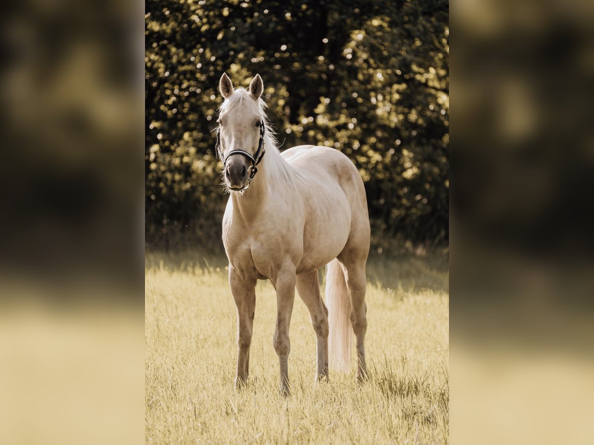 American Quarter Horse Klacz 4 lat 145 cm Izabelowata in Altdöbern