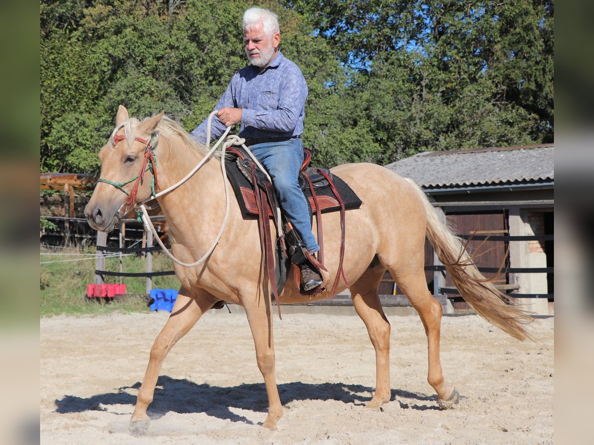 American Quarter Horse Klacz 4 lat 146 cm Izabelowata in Müglitztal