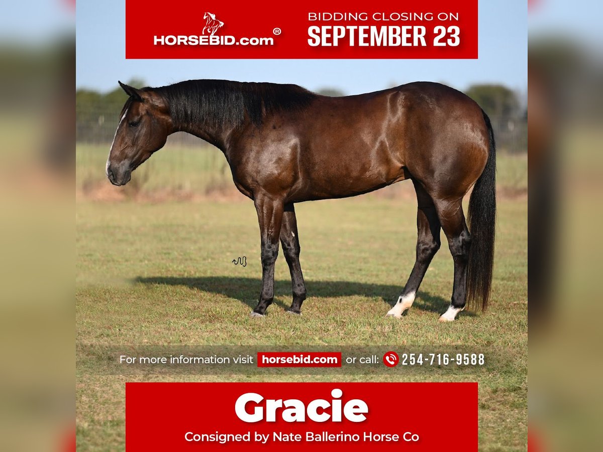 American Quarter Horse Klacz 4 lat 147 cm Gniada in Waco, TX