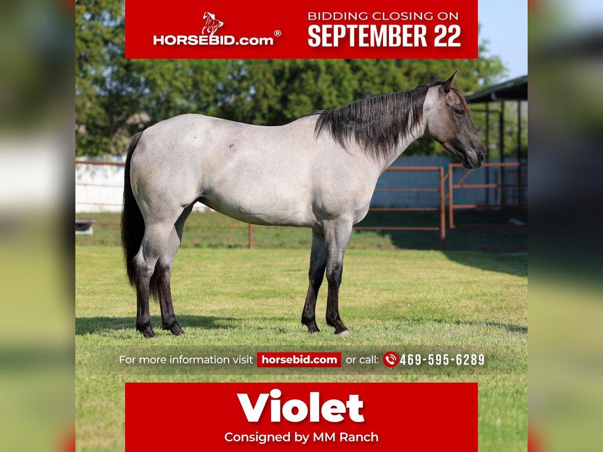 American Quarter Horse Klacz 4 lat 147 cm Karodereszowata in Forney