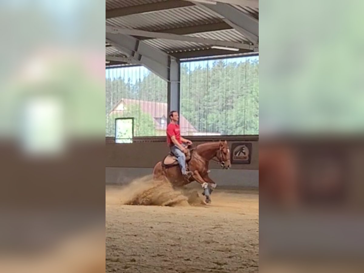 American Quarter Horse Klacz 4 lat 148 cm Kasztanowata in Weiden in der Oberpfalz