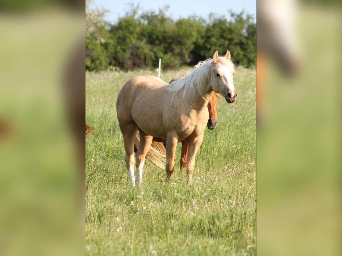 American Quarter Horse Klacz 4 lat 149 cm Izabelowata in Laubach