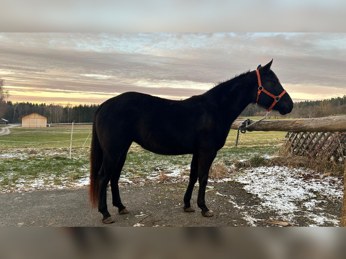 American Quarter Horse Klacz 4 lat 150 cm Kara in Creußen