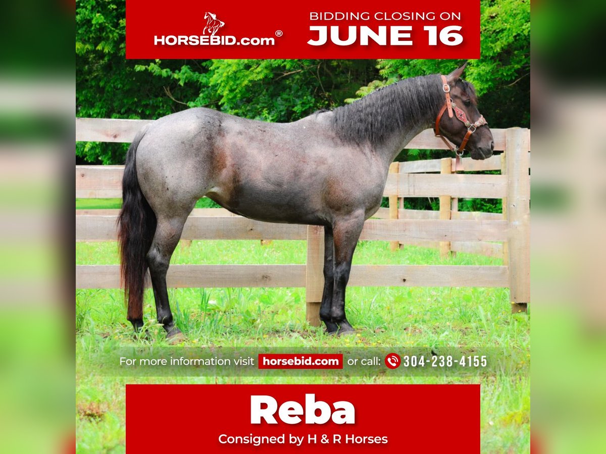 American Quarter Horse Klacz 4 lat 150 cm Karodereszowata in Hillsboro, KY