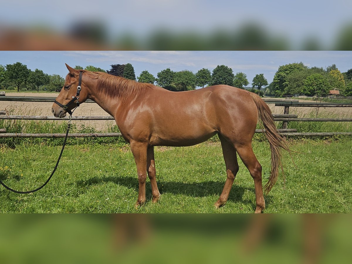 American Quarter Horse Klacz 4 lat 152 cm Kasztanowata in Kranenburg