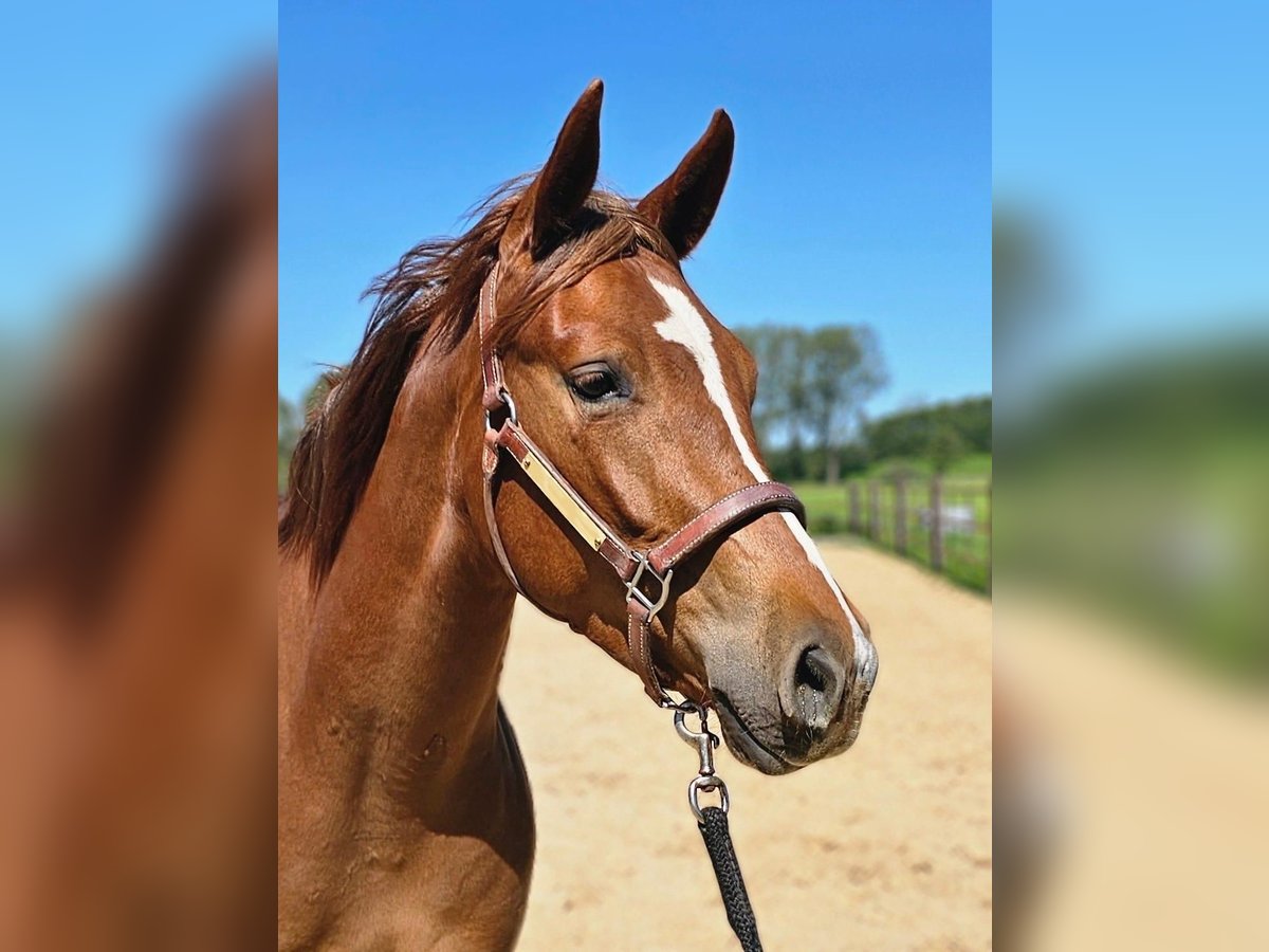 American Quarter Horse Klacz 4 lat 152 cm Kasztanowata in Westermoor