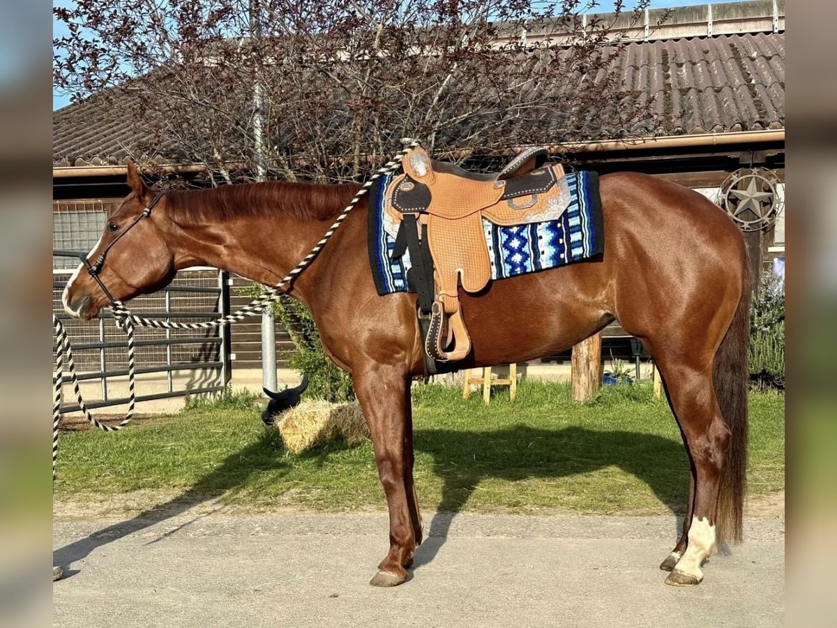 American Quarter Horse Klacz 4 lat 158 cm Kasztanowata in DietzenbachDietzenbach