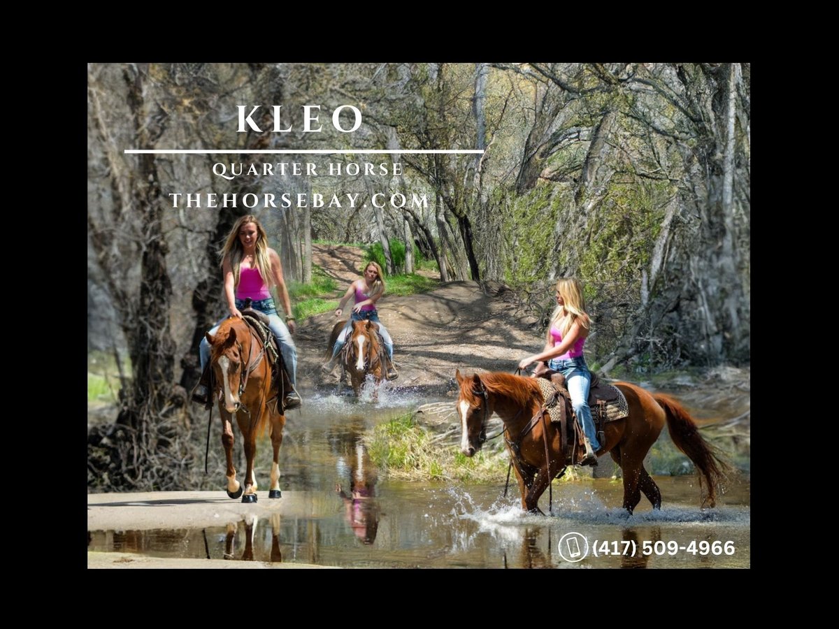 American Quarter Horse Klacz 4 lat Cisawa in Fort Collins, CO