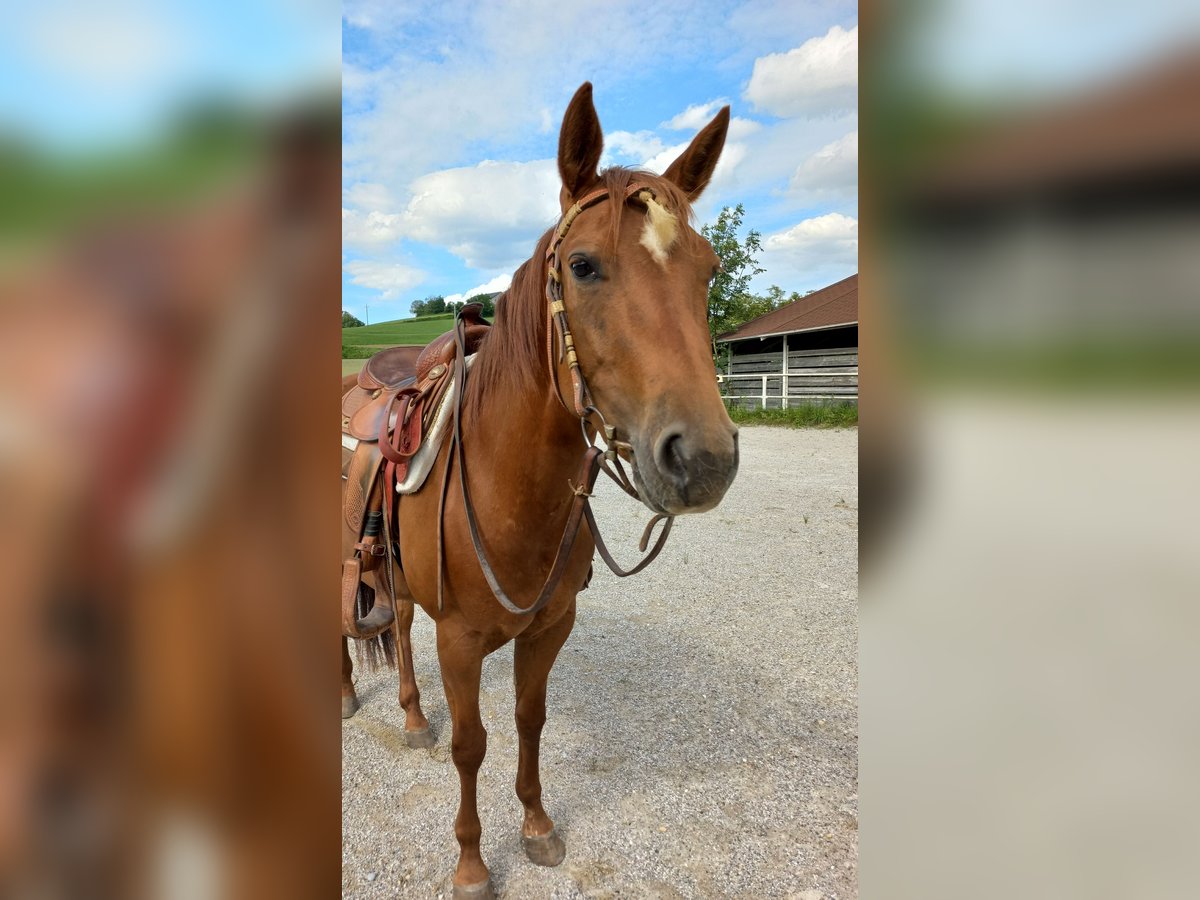American Quarter Horse Klacz 4 lat in Ostermiething