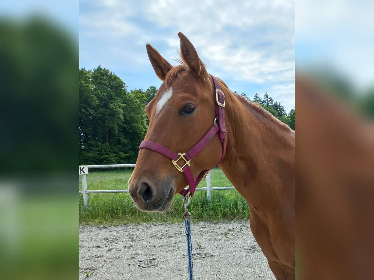 American Quarter Horse Klacz 4 lat in Ostermiething