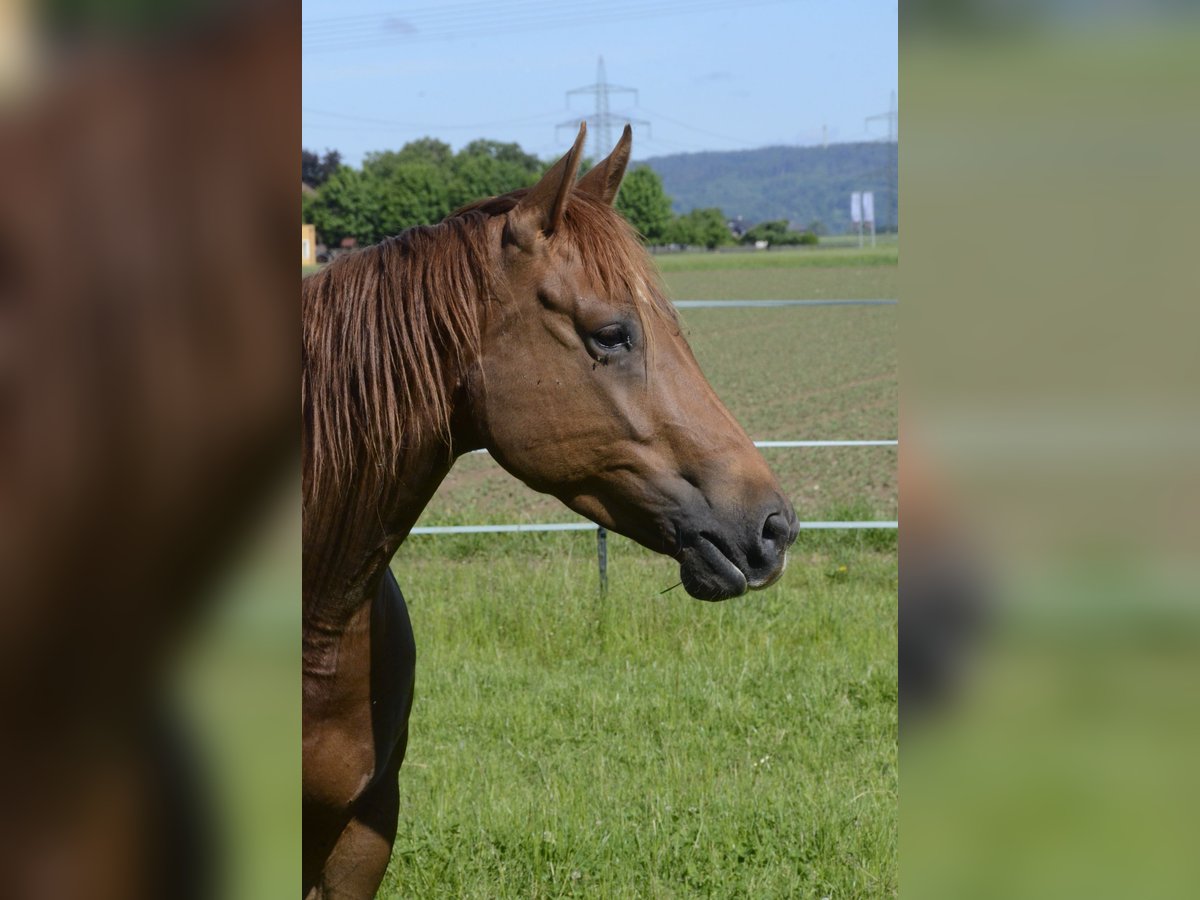 American Quarter Horse Klacz 5 lat 145 cm Ciemnokasztanowata in Burgkichen