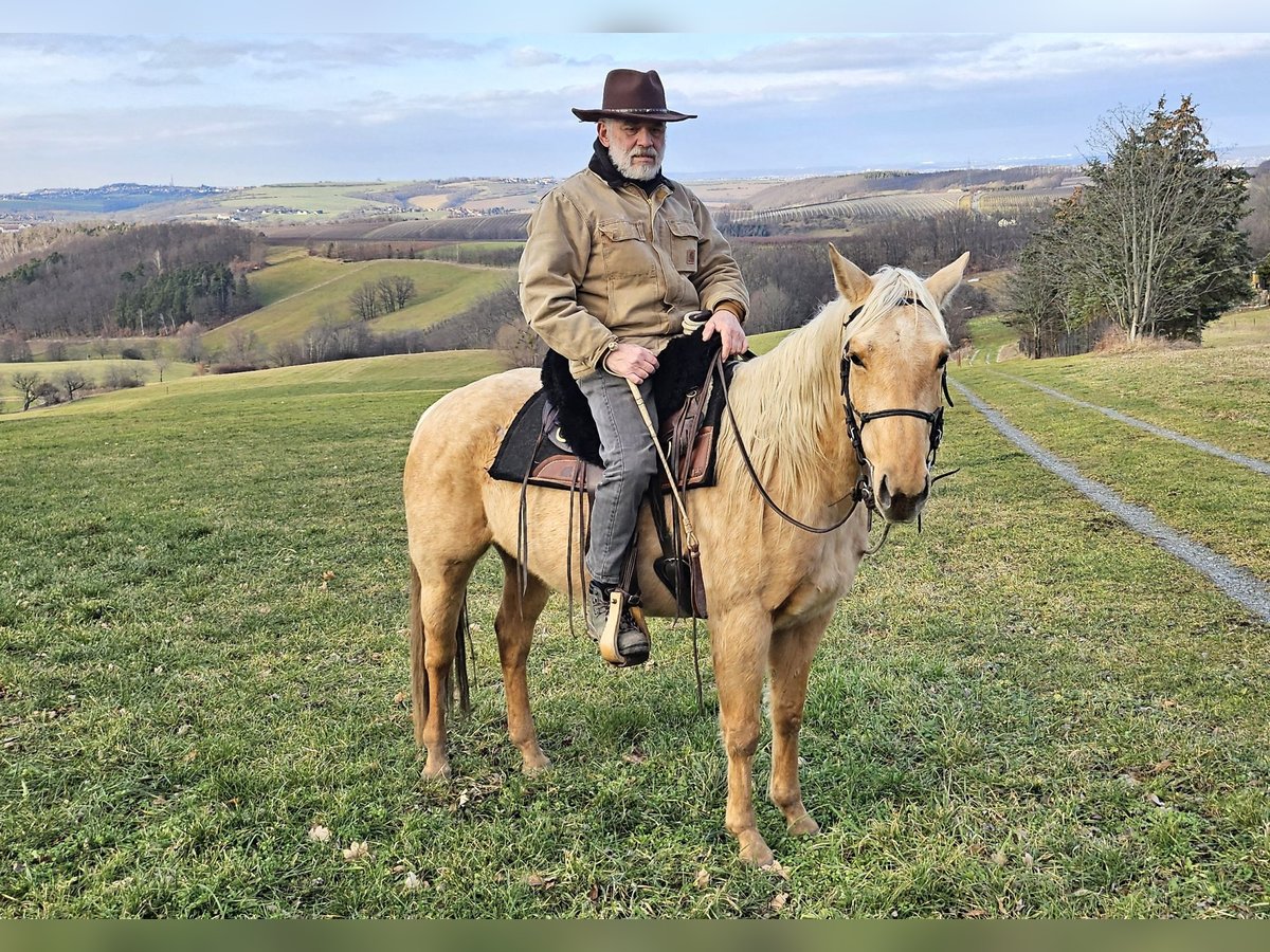 American Quarter Horse Klacz 5 lat 146 cm Izabelowata in Müglitztal