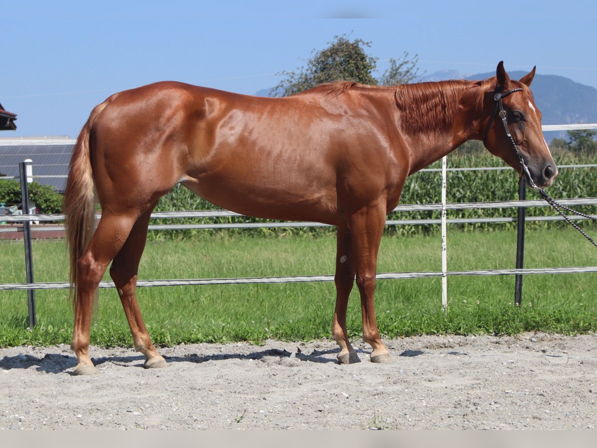 American Quarter Horse Klacz 5 lat 148 cm Kasztanowata in Kirchbichl