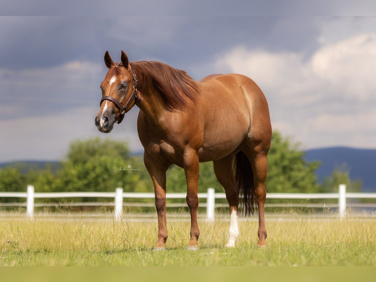 American Quarter Horse Klacz 5 lat 148 cm Kasztanowata in Duingen