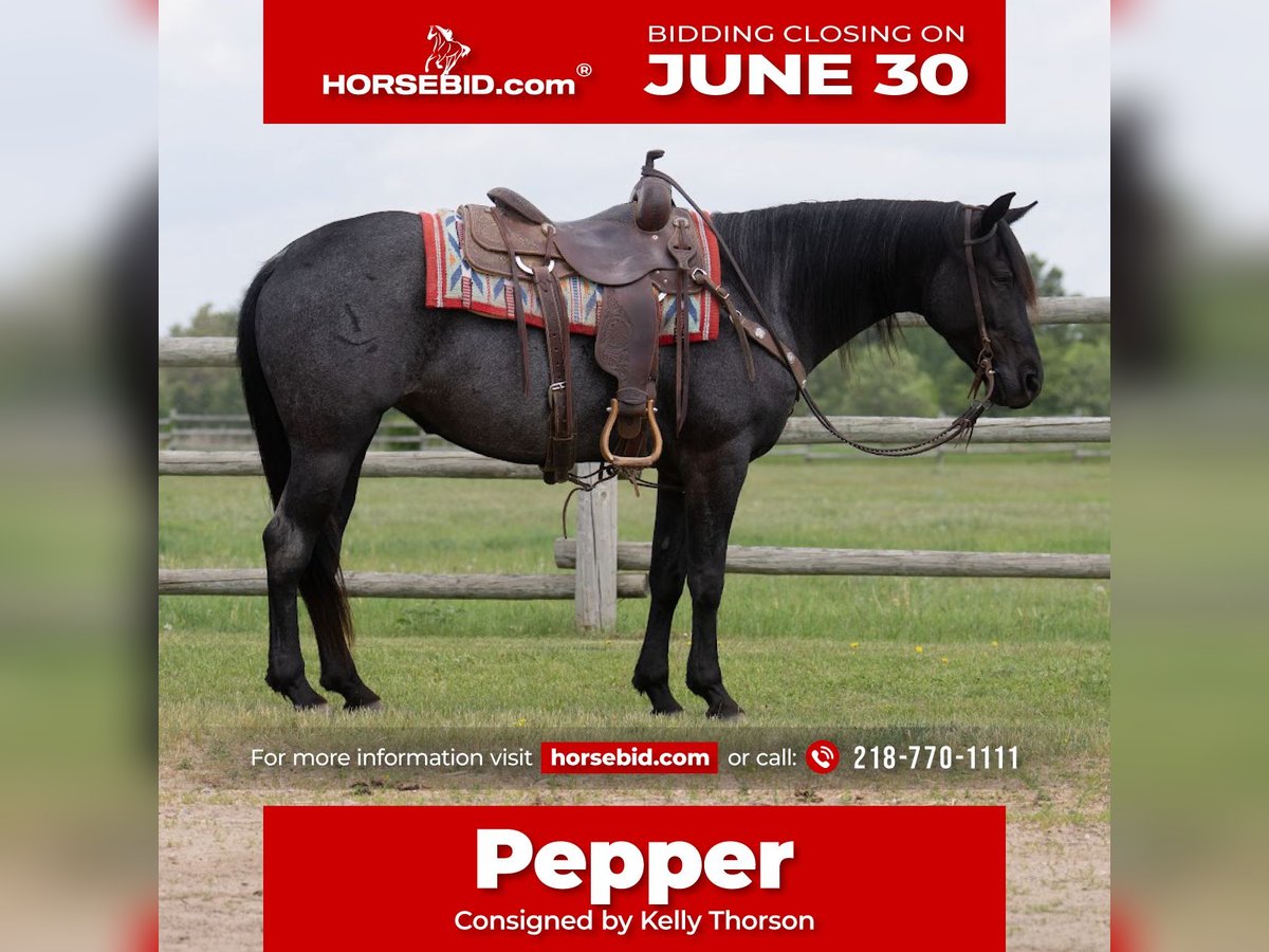 American Quarter Horse Klacz 5 lat 152 cm Karodereszowata in Nevis, MN