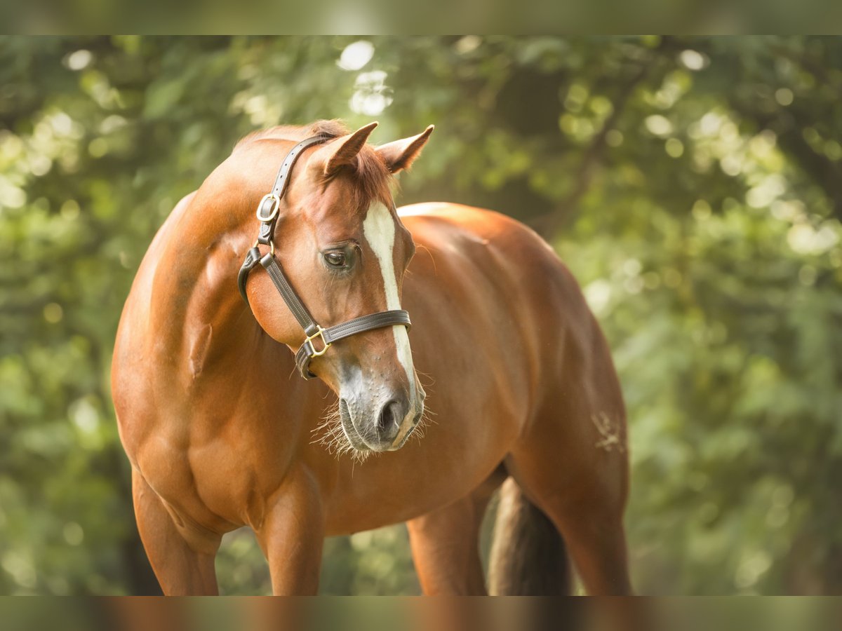 American Quarter Horse Klacz 5 lat 153 cm Kasztanowata in Bünde