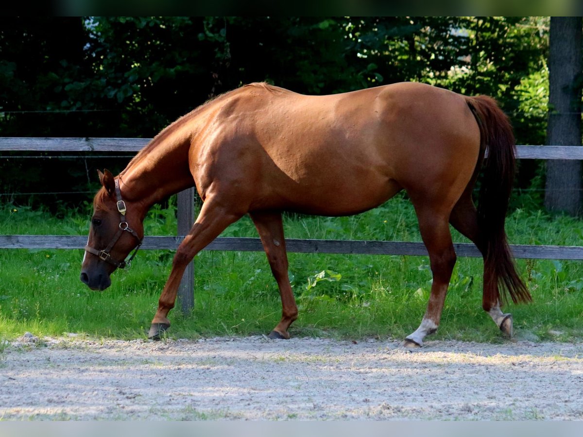 American Quarter Horse Klacz 5 lat 154 cm Kasztanowata in Zossen