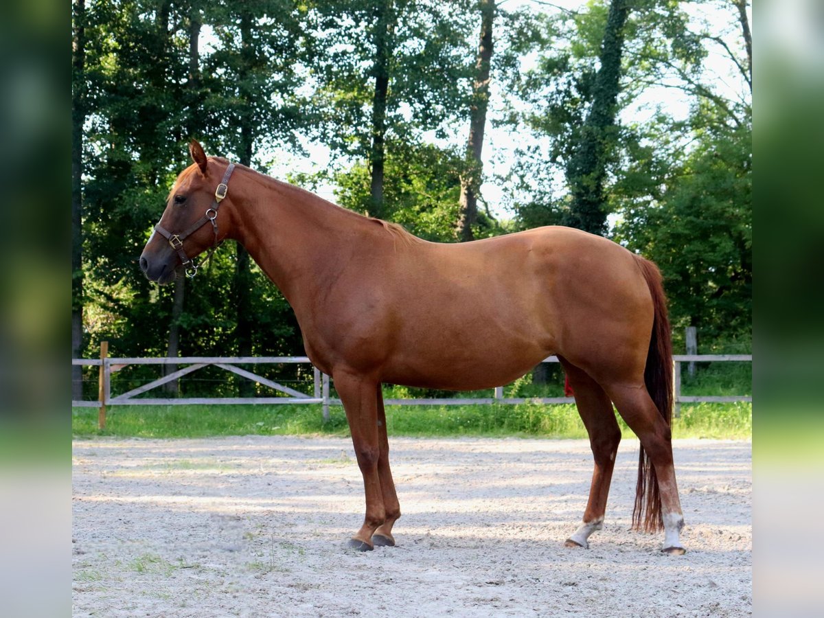 American Quarter Horse Klacz 5 lat 154 cm Kasztanowata in Zossen