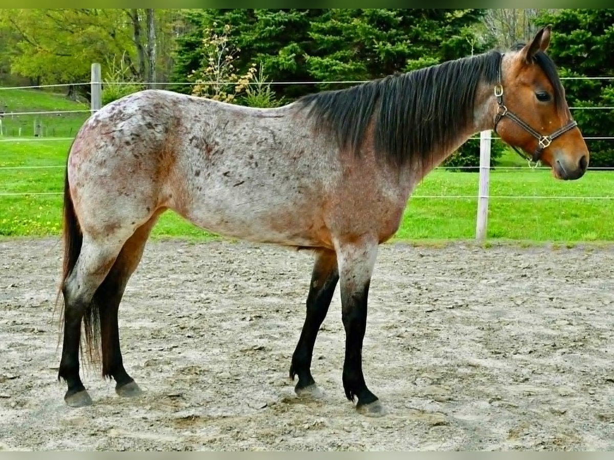 American Quarter Horse Klacz 5 lat 155 cm Gniadodereszowata in Warsaw NY