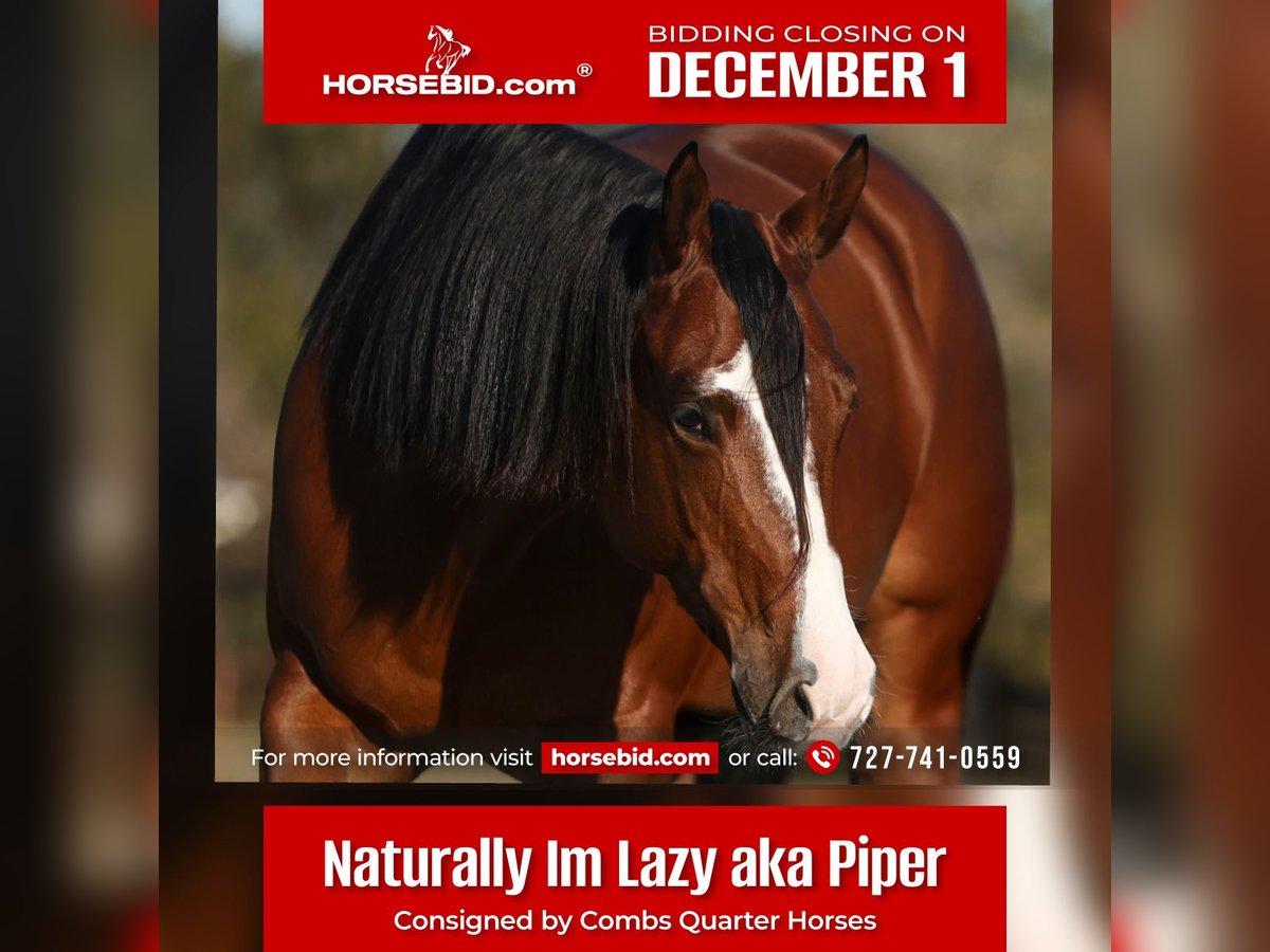 American Quarter Horse Klacz 5 lat 157 cm Gniada in Cleburne