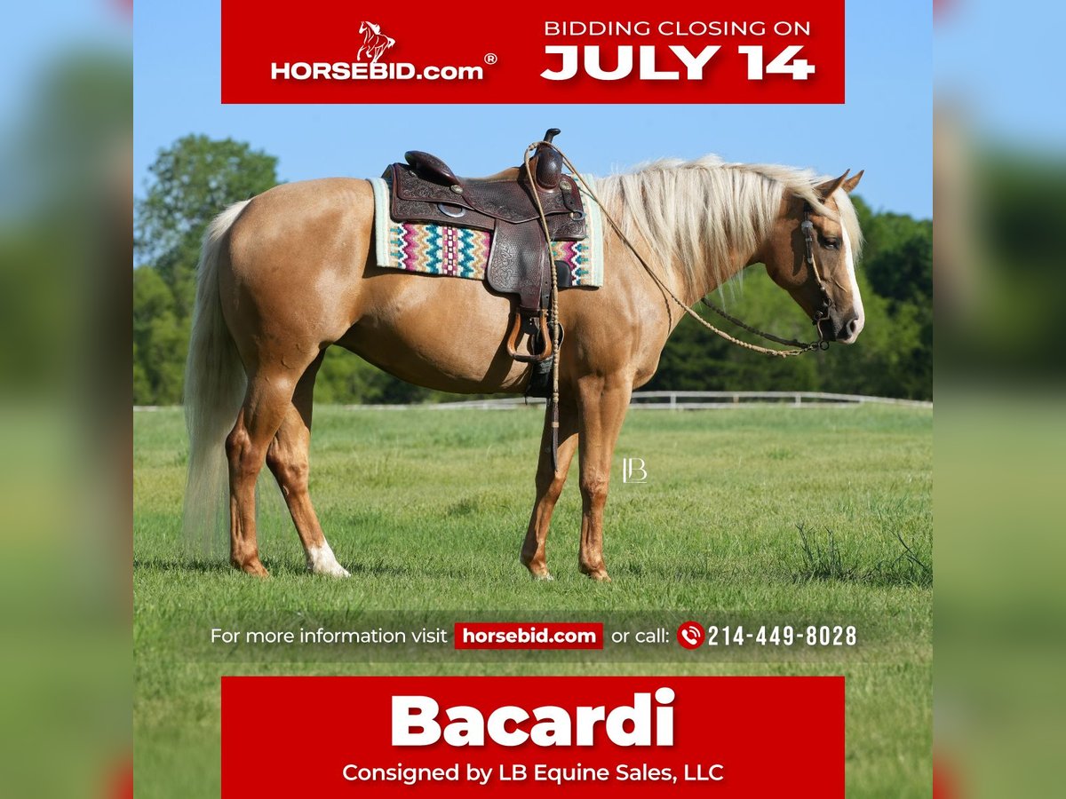 American Quarter Horse Klacz 5 lat 160 cm Izabelowata in Terrell, TX