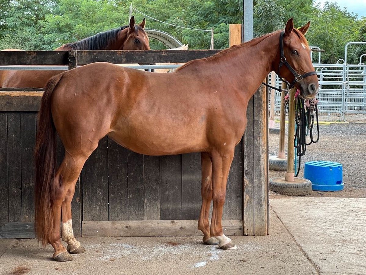 American Quarter Horse Mix Klacz 5 lat 162 cm Kasztanowata in Waldshut-Tiengen