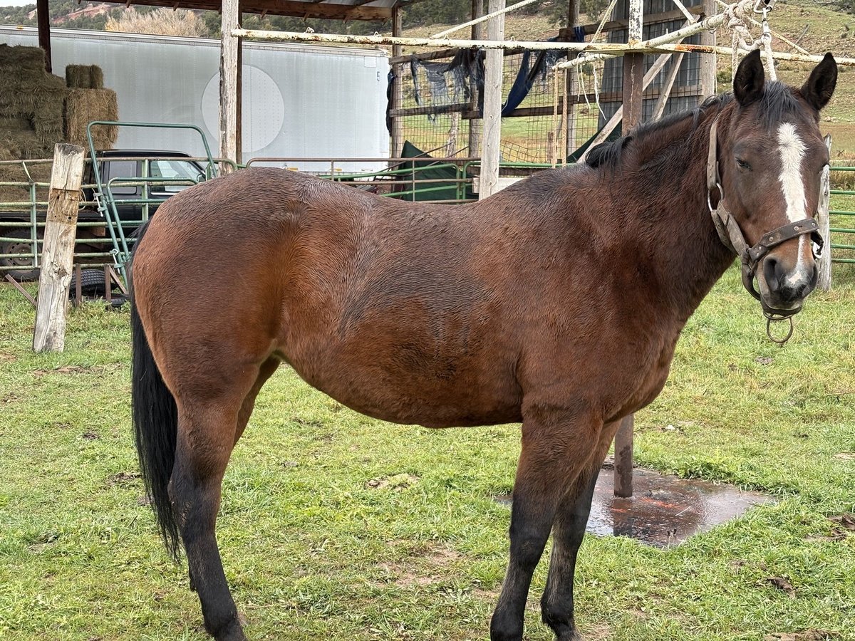American Quarter Horse Klacz 5 lat 163 cm Gniada in Tabiona,Utah
