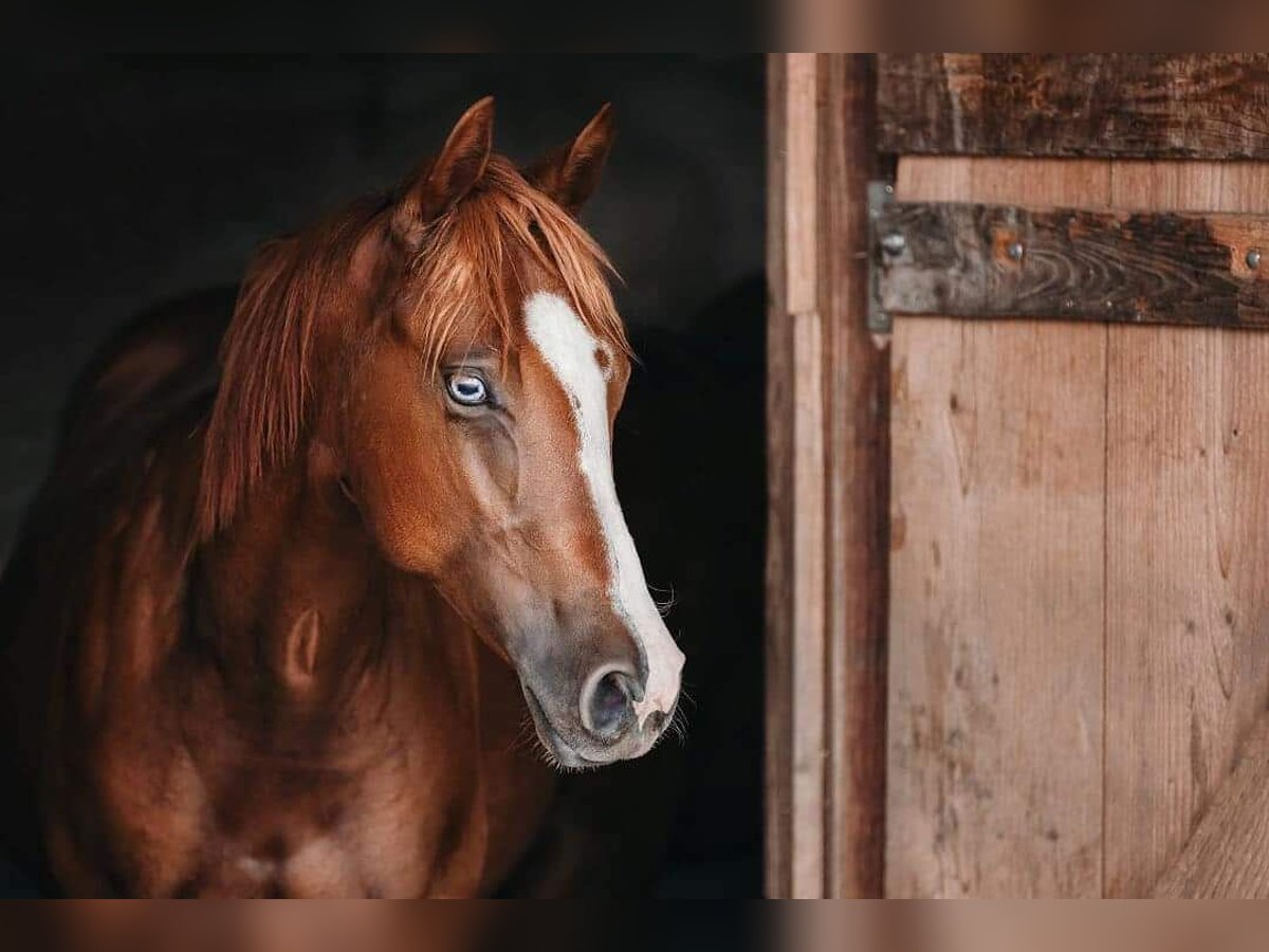 American Quarter Horse Klacz 5 lat Kasztanowata in Gamlitz