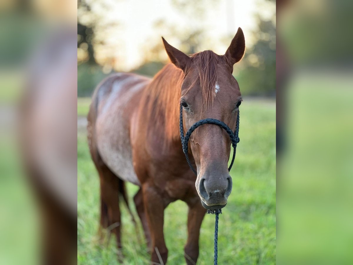 American Quarter Horse Klacz 6 lat 142 cm Gniada in Fort Worth Texas