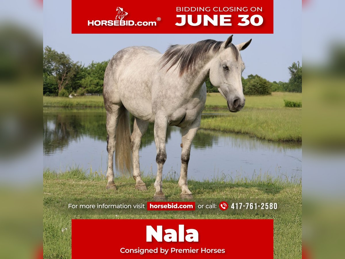 American Quarter Horse Klacz 6 lat 145 cm Siwa in Buffalo, MO