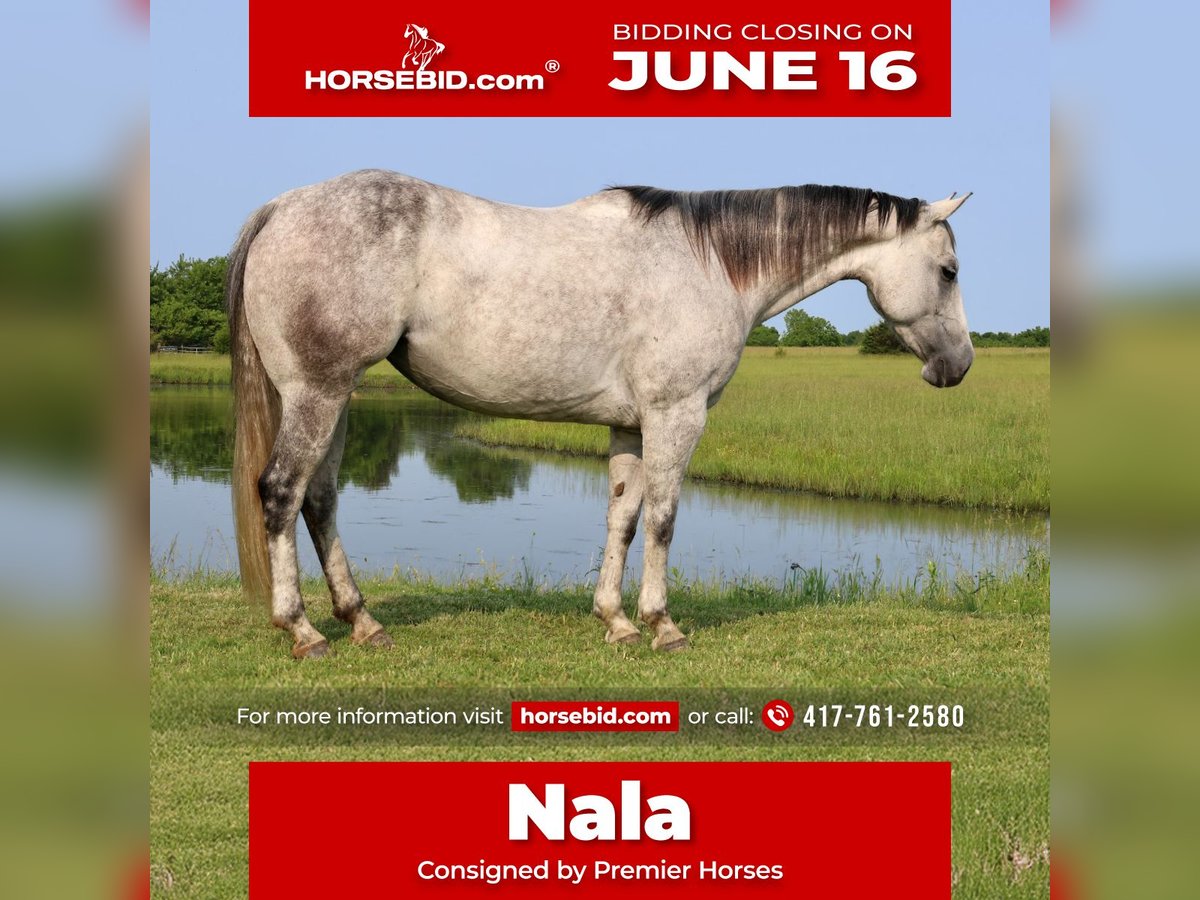 American Quarter Horse Klacz 6 lat 145 cm Siwa in Buffalo, MO