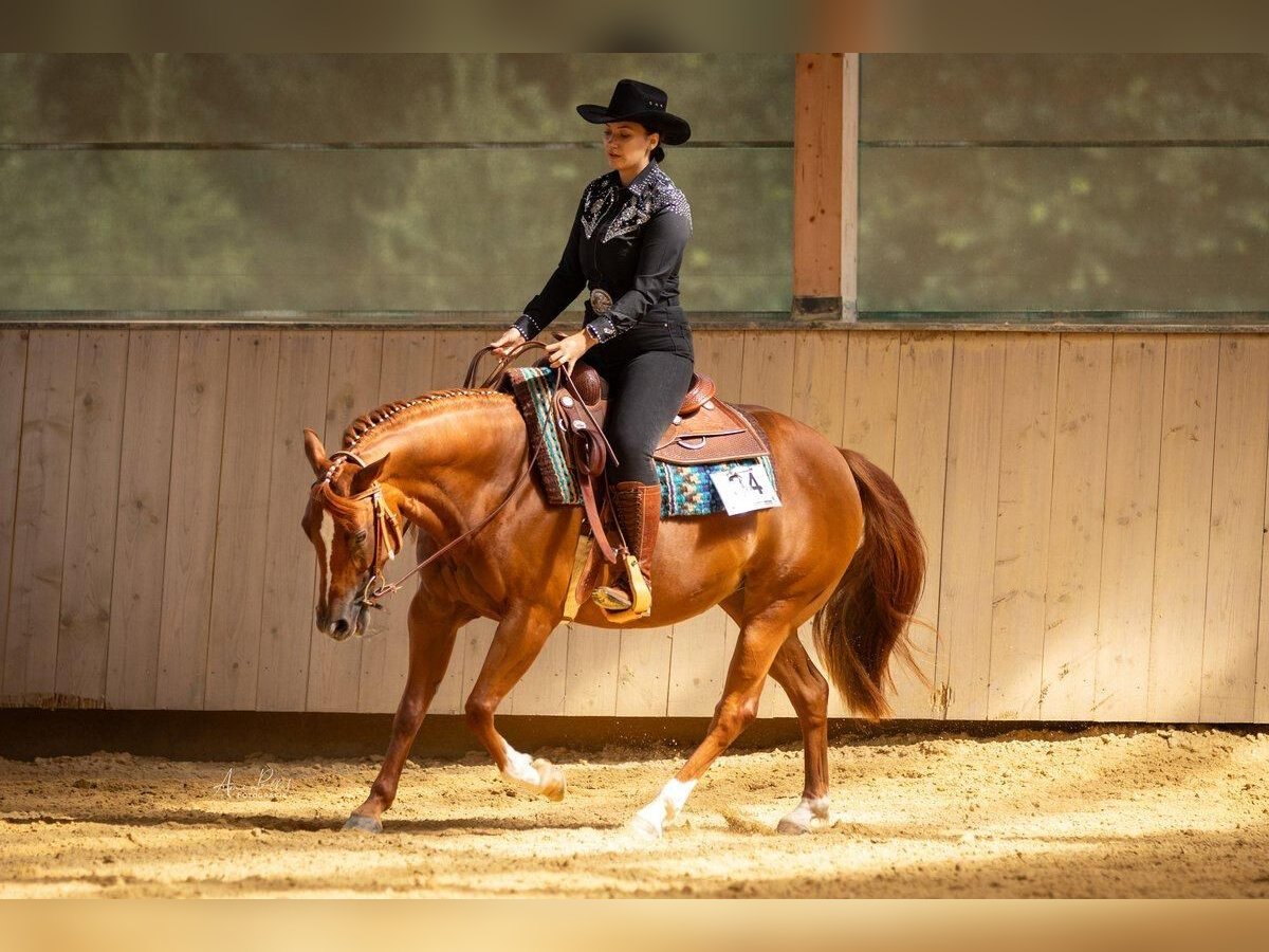 American Quarter Horse Klacz 6 lat 146 cm Kasztanowata in Haiming