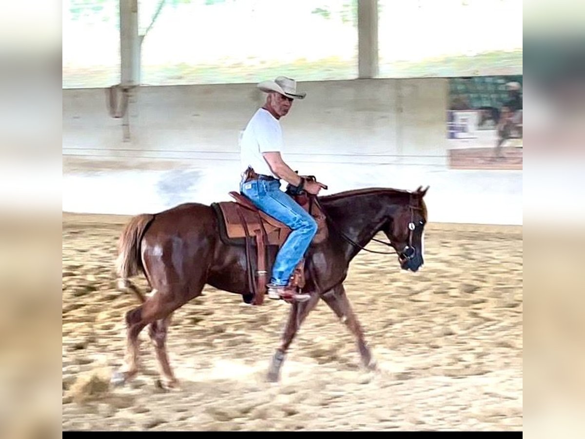 American Quarter Horse Klacz 6 lat 147 cm Kasztanowata in Boxberg