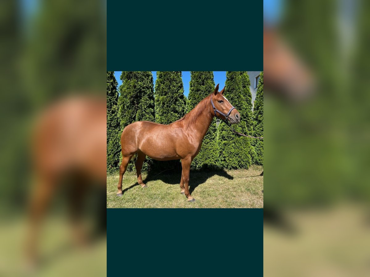 American Quarter Horse Klacz 6 lat 148 cm Kasztanowata in Łąg