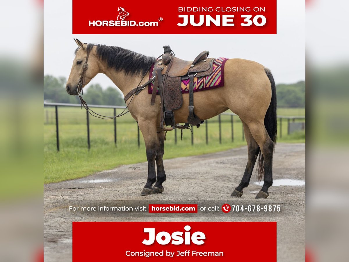 American Quarter Horse Klacz 6 lat 150 cm Jelenia in Madill, OK