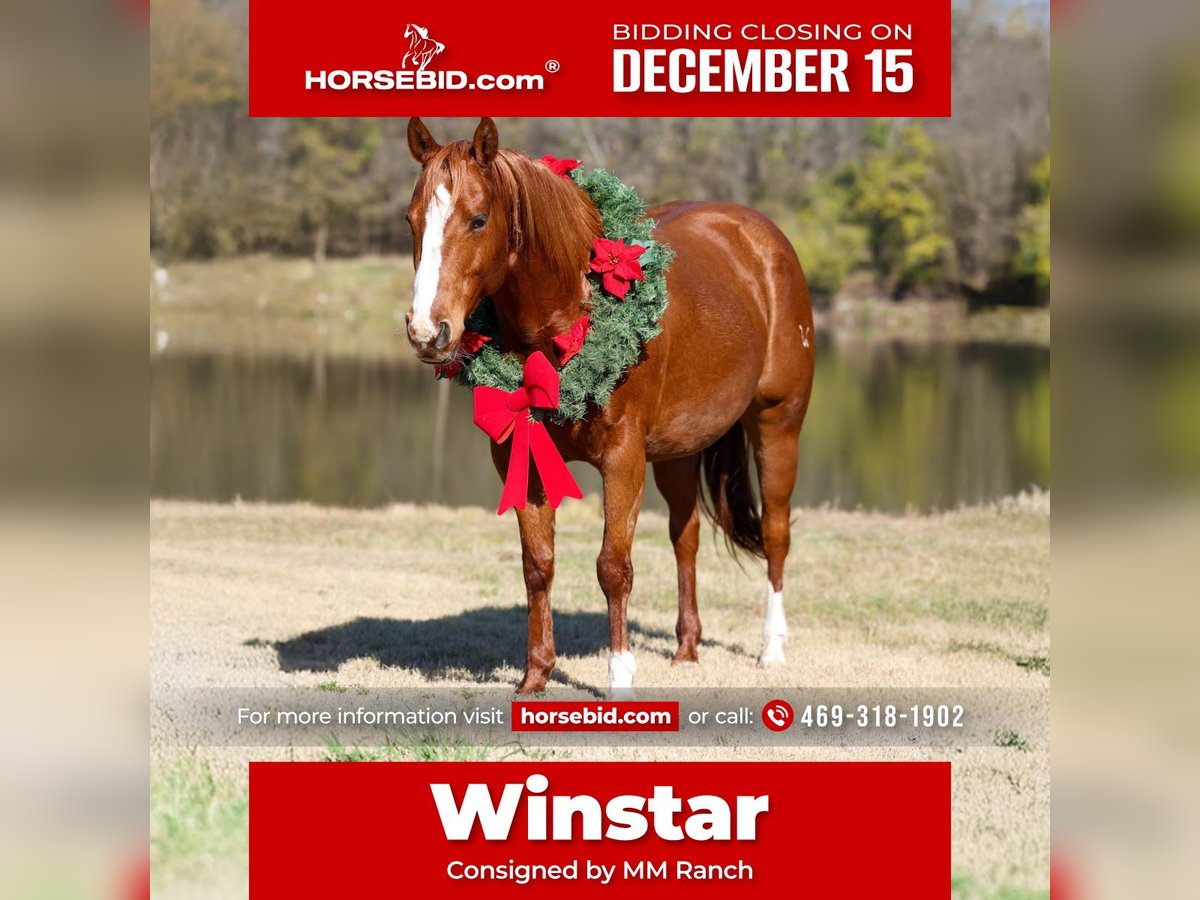 American Quarter Horse Klacz 6 lat 152 cm Cisawa in Forney