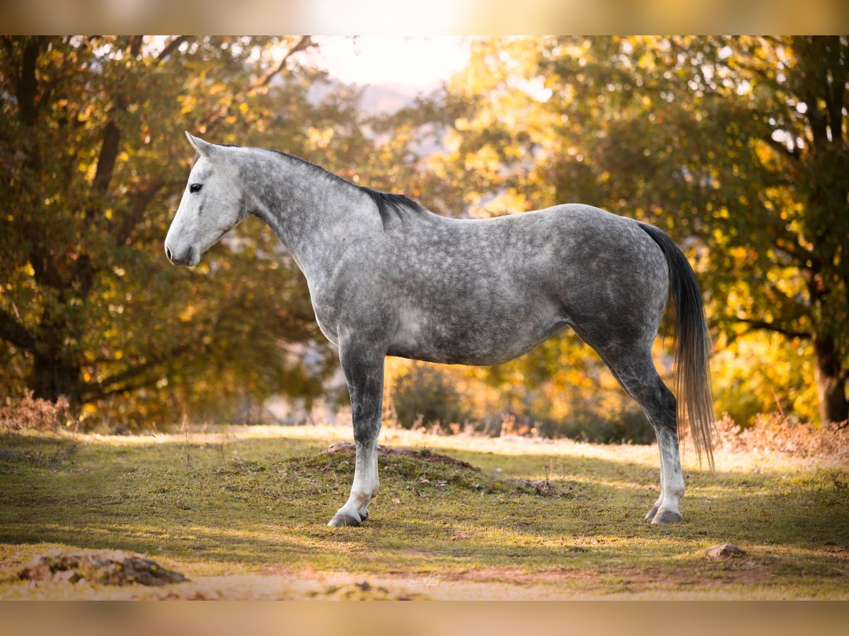 American Quarter Horse Klacz 6 lat 153 cm Siwa in sant joan de les abadesses