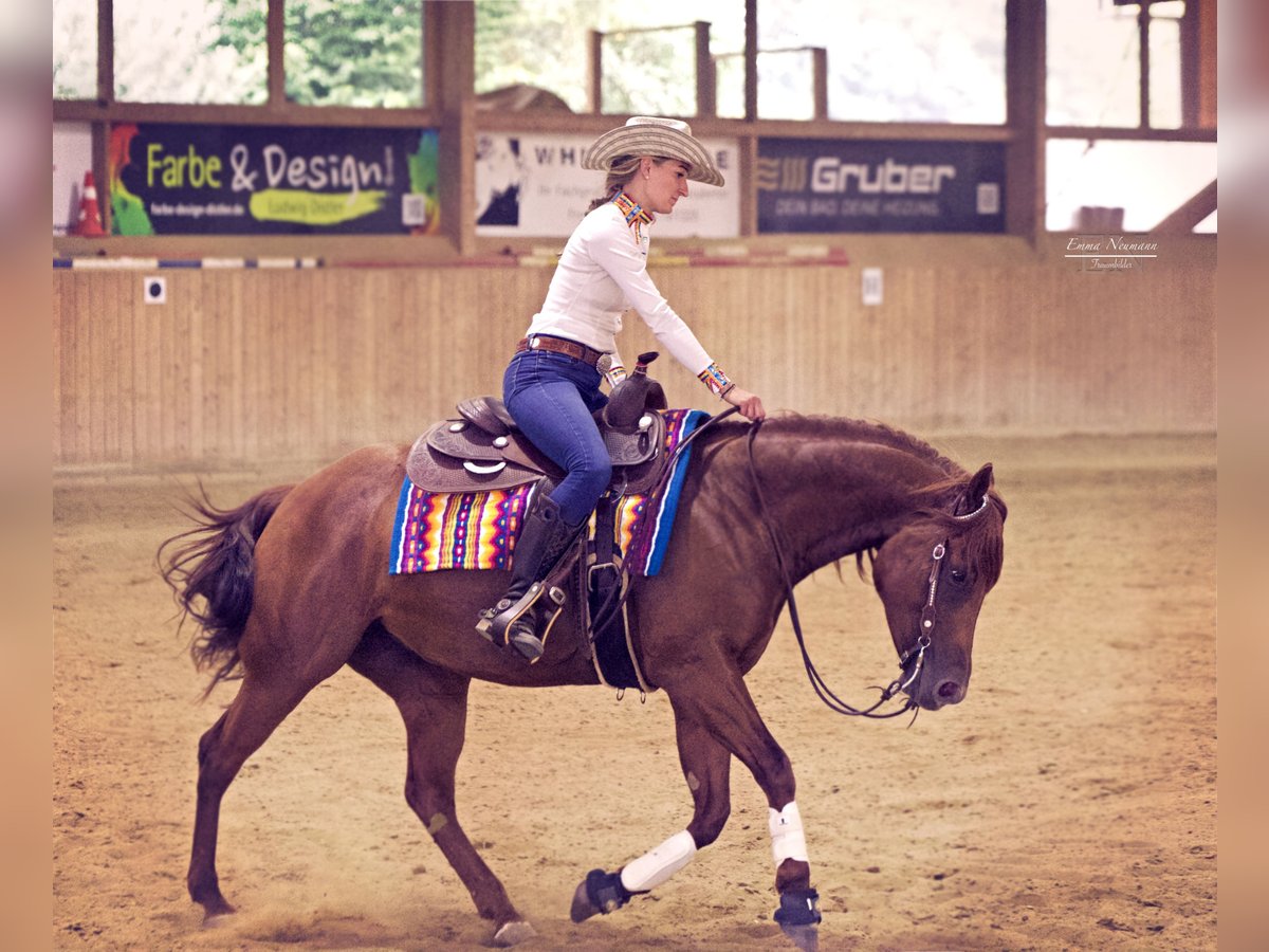 American Quarter Horse Klacz 6 lat 154 cm Kasztanowata in Spalt