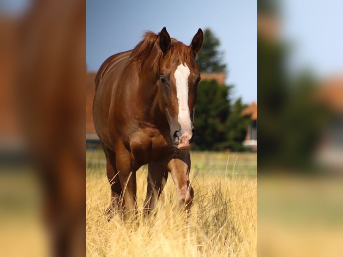 American Quarter Horse Klacz 6 lat 159 cm Kasztanowata in Landesbergen