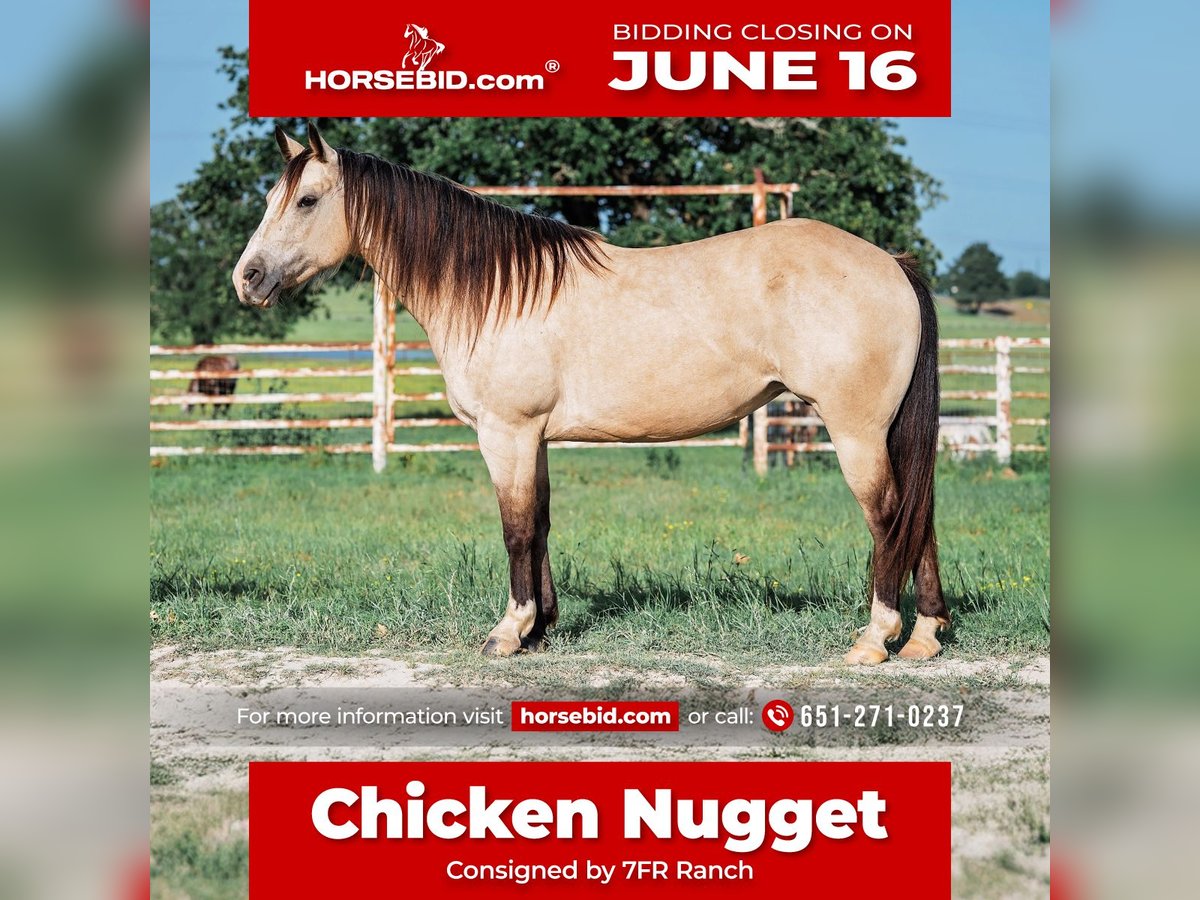 American Quarter Horse Klacz 7 lat 140 cm Jelenia in Normangee, TX